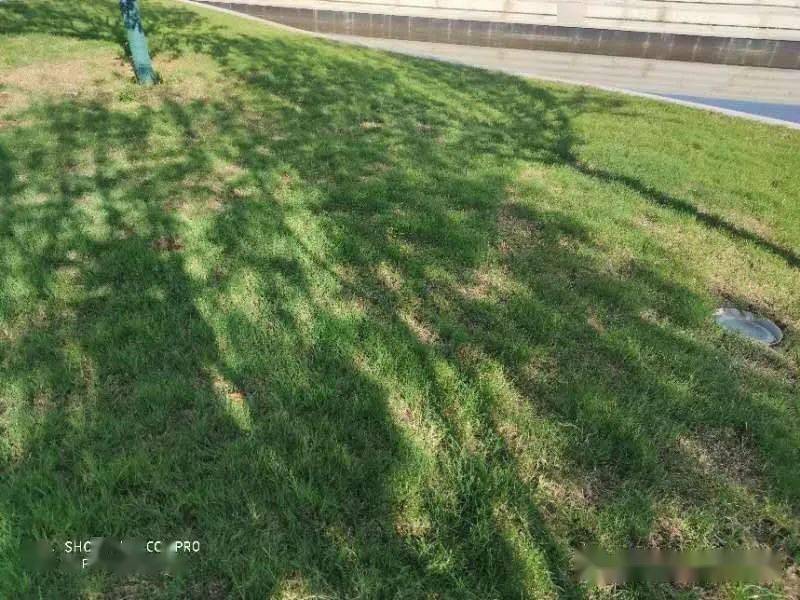 摩根体育- 都灵队主场草皮翻新完成，极端天气考验新场地  